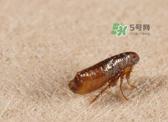 跳蚤會寄生在人身上嗎？跳蚤會在人身上存活嗎？