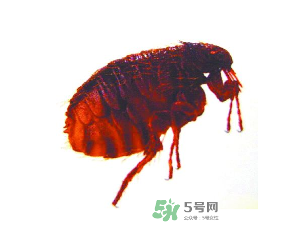 跳蚤會(huì)飛嗎？跳蚤會(huì)咬人嗎？