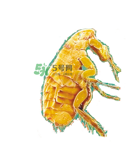 跳蚤會(huì)飛嗎？跳蚤會(huì)咬人嗎？