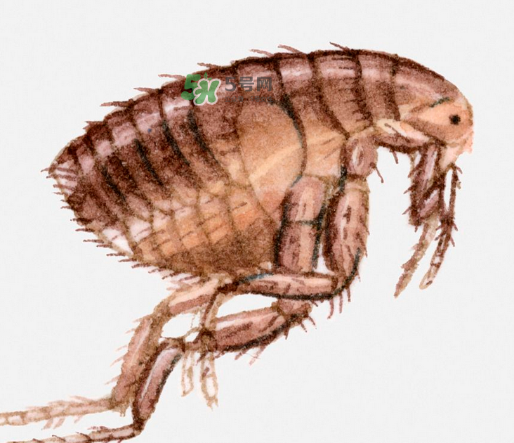 跳蚤會藏在頭發(fā)里嗎？跳蚤會餓死嗎？