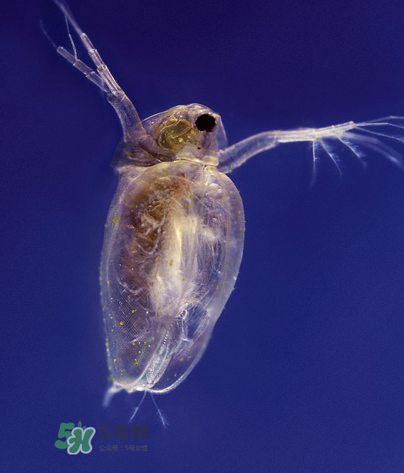 跳蚤會藏在頭發(fā)里嗎？跳蚤會餓死嗎？