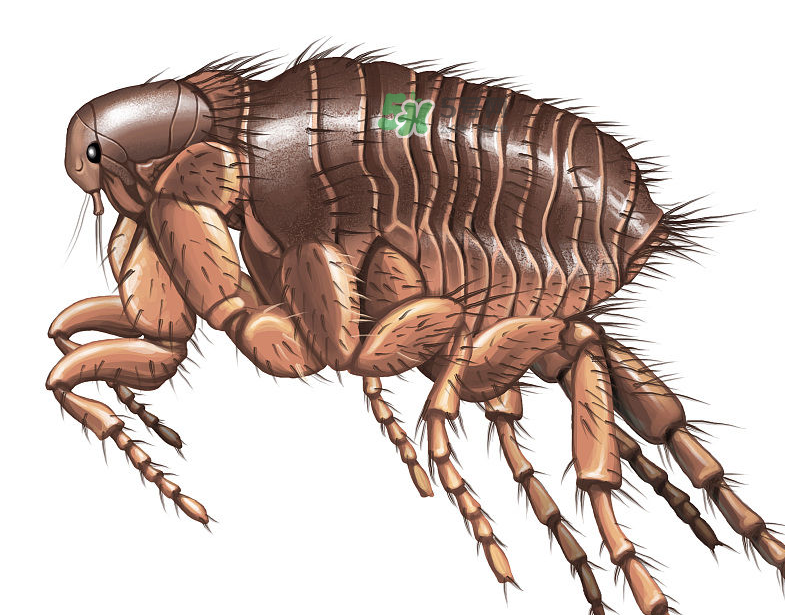 跳蚤會藏在頭發(fā)里嗎？跳蚤會餓死嗎？