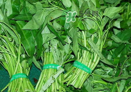 通心菜葉子可以吃嗎_通心菜葉子怎么吃好 通心菜葉子可以吃嗎_通心菜葉子怎么吃好