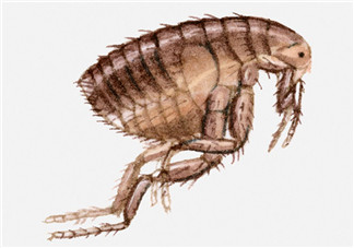 跳蚤會(huì)藏在頭發(fā)里嗎？跳蚤會(huì)餓死嗎？