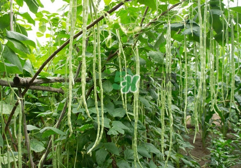 豇豆是什么樣的？豇豆是長豆角嗎？