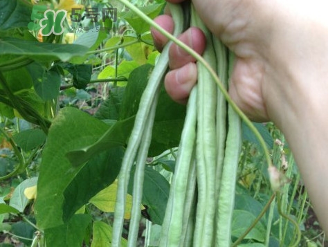 豇豆是發(fā)物嗎？豇豆是回奶的嗎