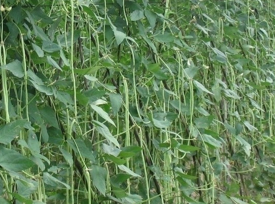 缸豆可以生吃嗎？缸豆可以炒雞蛋嗎