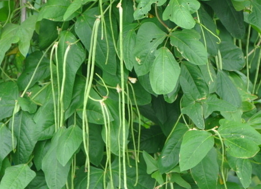 缸豆幾月份種？缸豆什么時候播種？