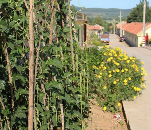 缸豆幾月份種？缸豆什么時候播種？