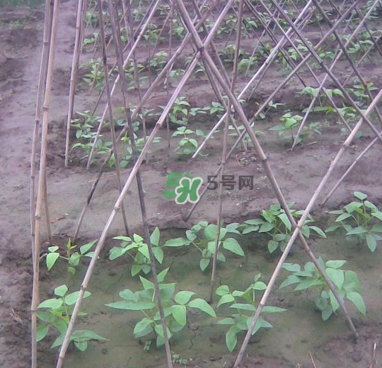缸豆什么時(shí)候搭架？缸豆要怎樣搭架子