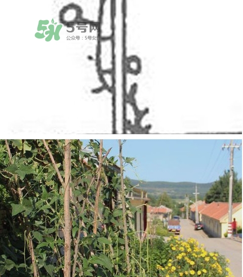 缸豆什么時(shí)候搭架？缸豆要怎樣搭架子