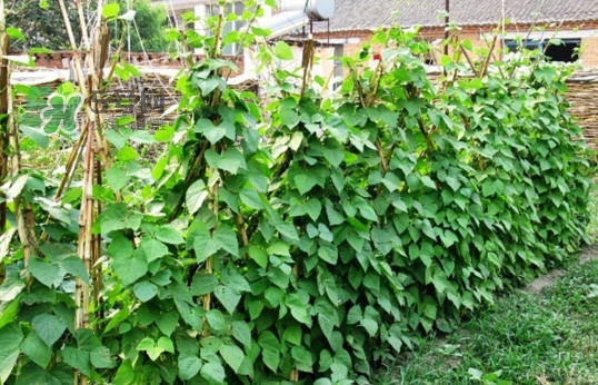 缸豆什么時(shí)候搭架？缸豆要怎樣搭架子