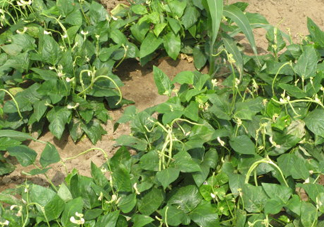 缸豆什么季節(jié)有？缸豆是幾月的蔬菜