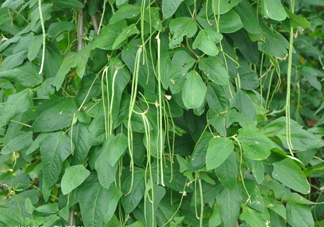 缸豆幾月份種？缸豆什么時候播種？