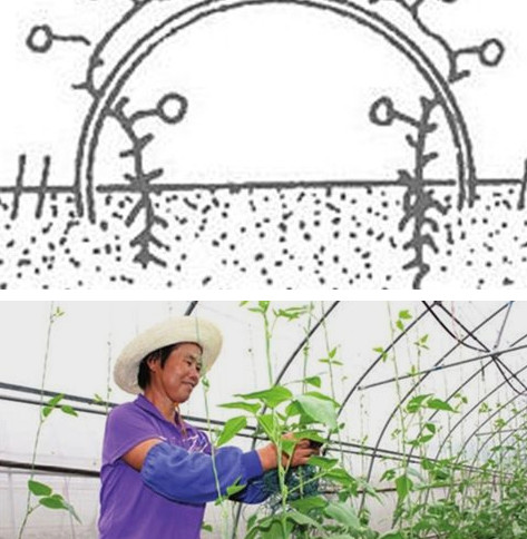 缸豆幾月份種？缸豆什么時候播種？