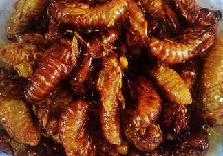 ?知了哪個(gè)部位可以吃？?知了哪個(gè)部位不能吃？