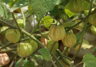 菇娘能多吃嗎？菇娘有什么營養(yǎng)價值