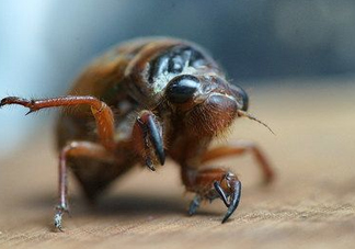 知了龜多少錢一斤？知了龜多少錢一個(gè)？