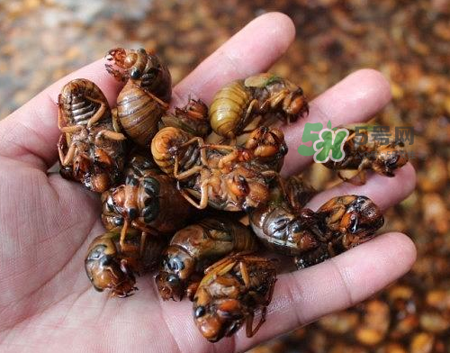 金蟬為什么這么貴？野生金蟬和養(yǎng)殖金蟬的區(qū)別