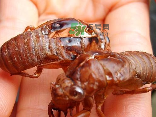 金蟬為什么這么貴？野生金蟬和養(yǎng)殖金蟬的區(qū)別