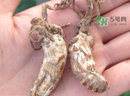 野生金蟬花多少錢一只？野生金蟬花價(jià)格