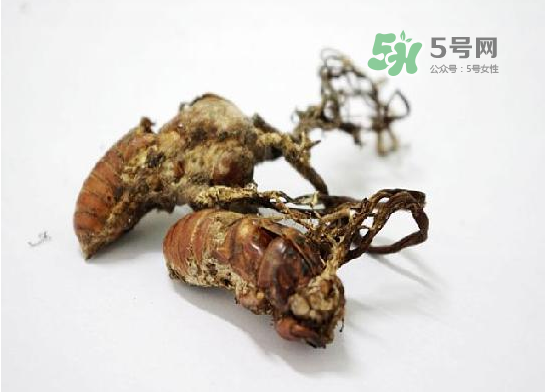 野生金蟬花多少錢一只？野生金蟬花價(jià)格