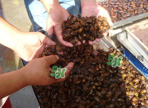 金蟬養(yǎng)殖需投資多少錢？養(yǎng)殖金蟬一畝收多少錢？