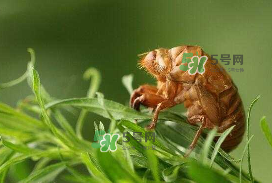 金蟬養(yǎng)殖需投資多少錢？養(yǎng)殖金蟬一畝收多少錢？