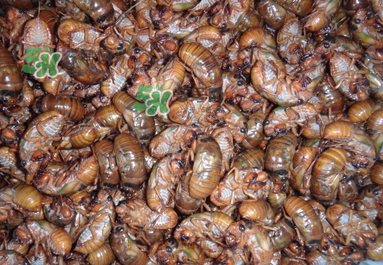 金蟬養(yǎng)殖需投資多少錢？養(yǎng)殖金蟬一畝收多少錢？