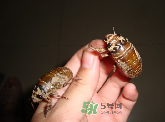 金蟬晚上幾點(diǎn)出來(lái)？金蟬為什么晚上出來(lái)？