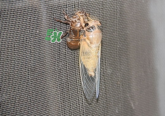 金蟬晚上幾點(diǎn)出來(lái)？金蟬為什么晚上出來(lái)？