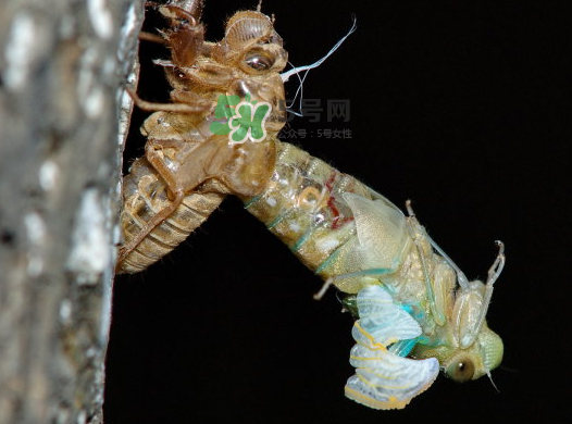 金蟬晚上幾點(diǎn)出來(lái)？金蟬為什么晚上出來(lái)？