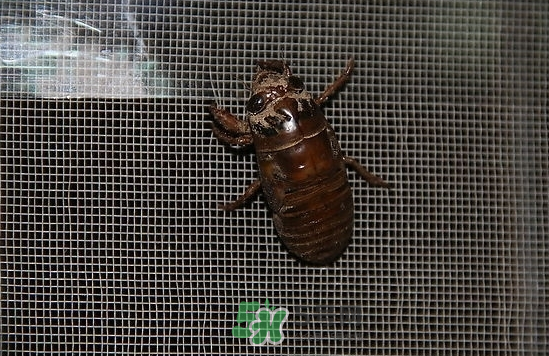 金蟬為什么從土里出來？金蟬出土?xí)r間