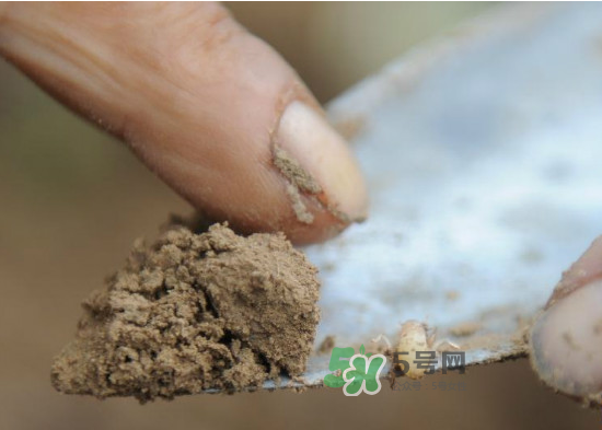 金蟬為什么從土里出來？金蟬出土?xí)r間