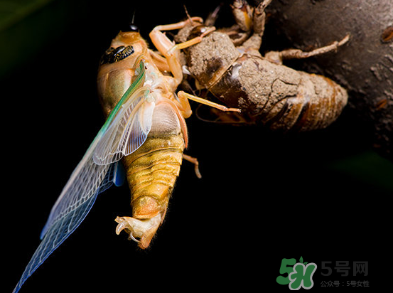 金蟬為什么要脫殼？金蟬什么時候脫殼？