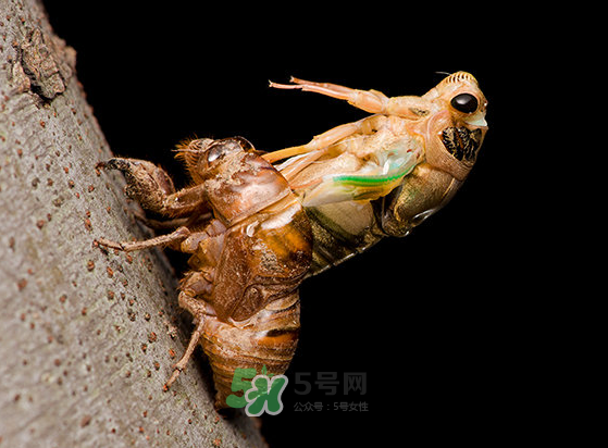 金蟬為什么要脫殼？金蟬什么時候脫殼？