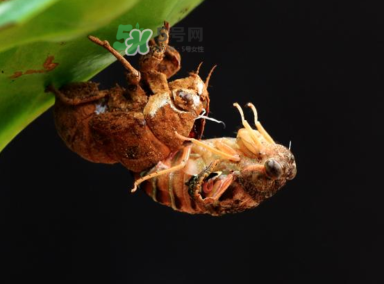 金蟬為什么要脫殼？金蟬什么時候脫殼？