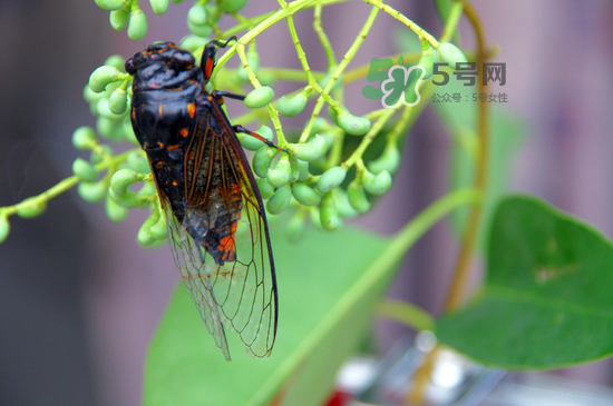 金蟬什么時候最多？金蟬什么時候沒有？