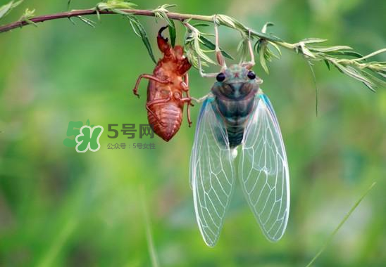 金蟬什么時候最多？金蟬什么時候沒有？