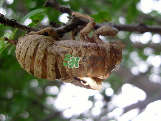 金蟬殼多少錢一斤？金蟬殼價格