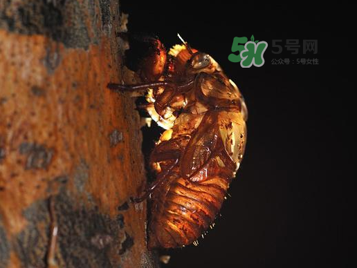 金蟬殼多少錢一斤？金蟬殼價格