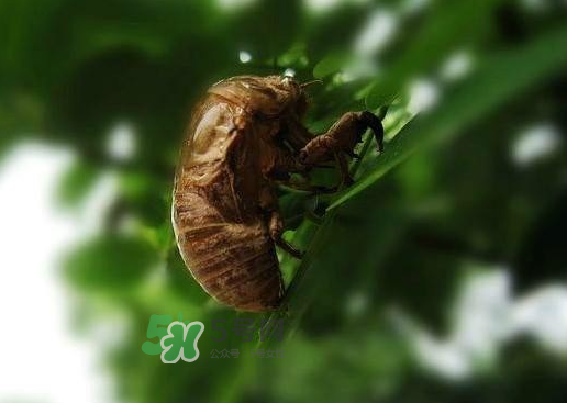 金蟬殼多少錢一斤？金蟬殼價格