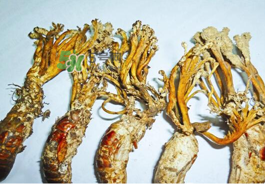 知了花多少錢一斤？野生知了花多少錢一斤2017？