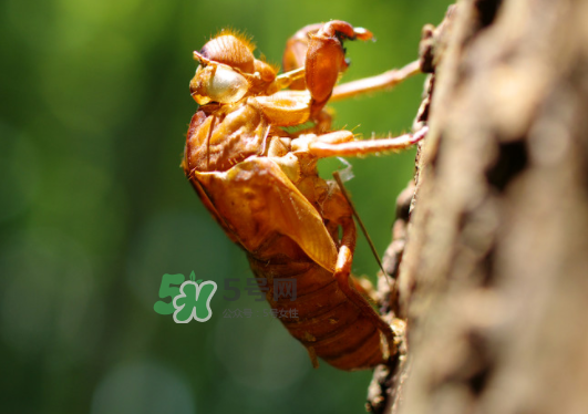 知了殼能泡水喝嗎？知了殼煮水治什么？