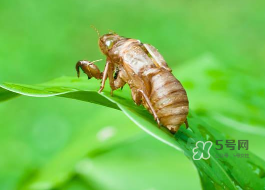 知了殼能泡水喝嗎？知了殼煮水治什么？