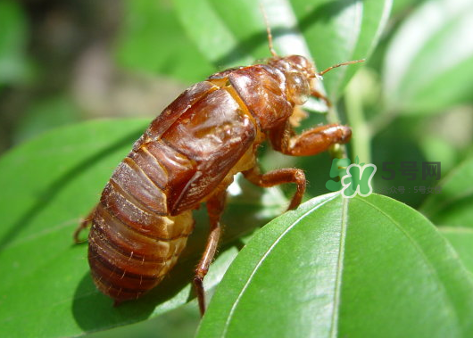 知了殼能泡水喝嗎？知了殼煮水治什么？