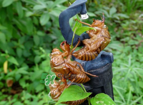 知了殼有什么藥用價值？知了殼的功效與作用