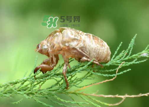 知了殼有什么藥用價值？知了殼的功效與作用