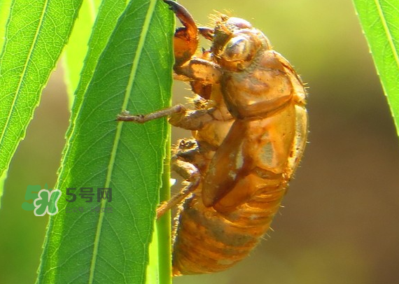 蟬蛻多少錢一斤2017？蟬蛻的功效與作用