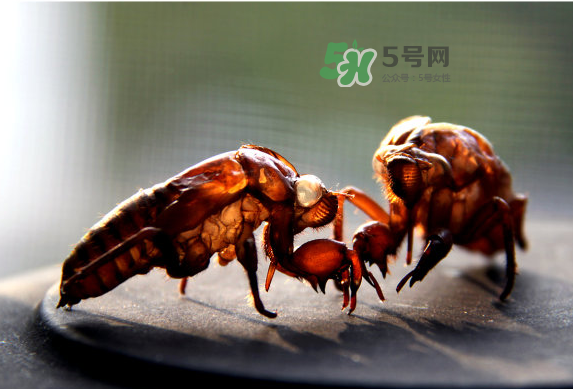 蟬蛻多少錢一斤2017？蟬蛻的功效與作用